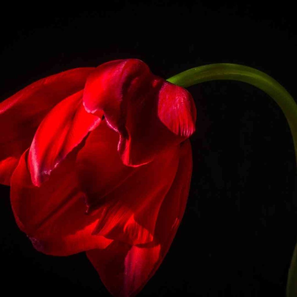 This illustration for "Your Will, Not MIne, Lord" shows a red flower (probably a tulip) bent on a black background.